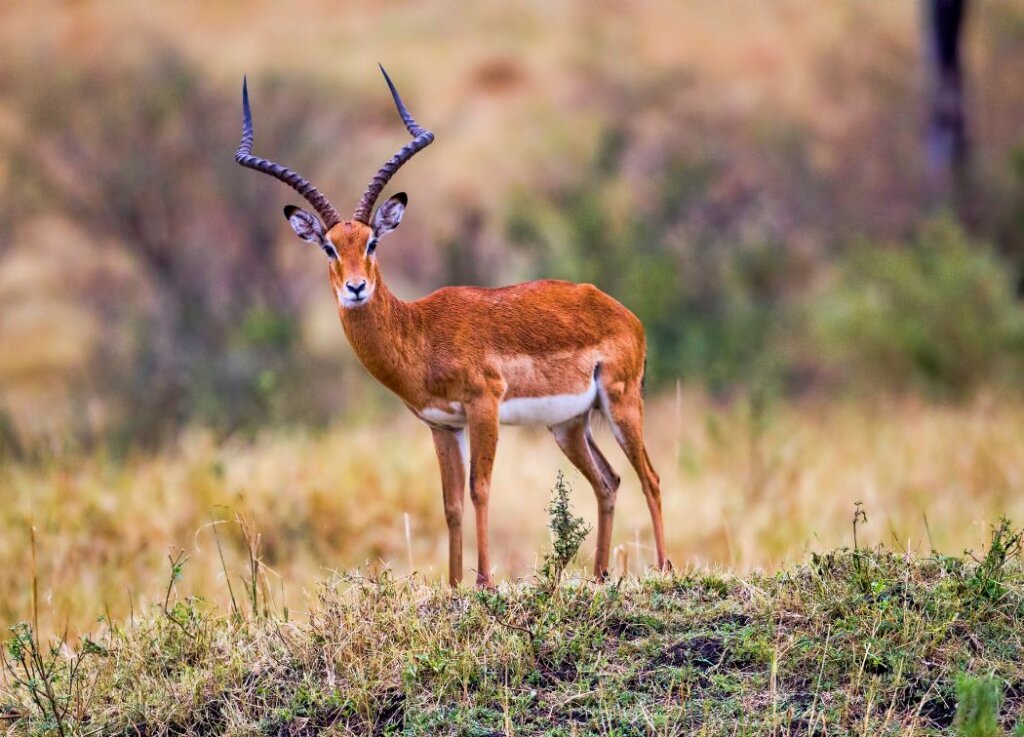 Antelope Hunting Season 