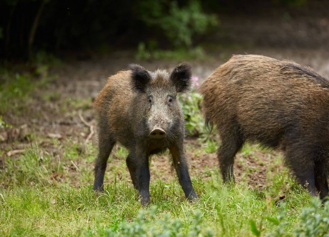 11 Best States for Wild Hog Hunting in the . | AnthonyArms