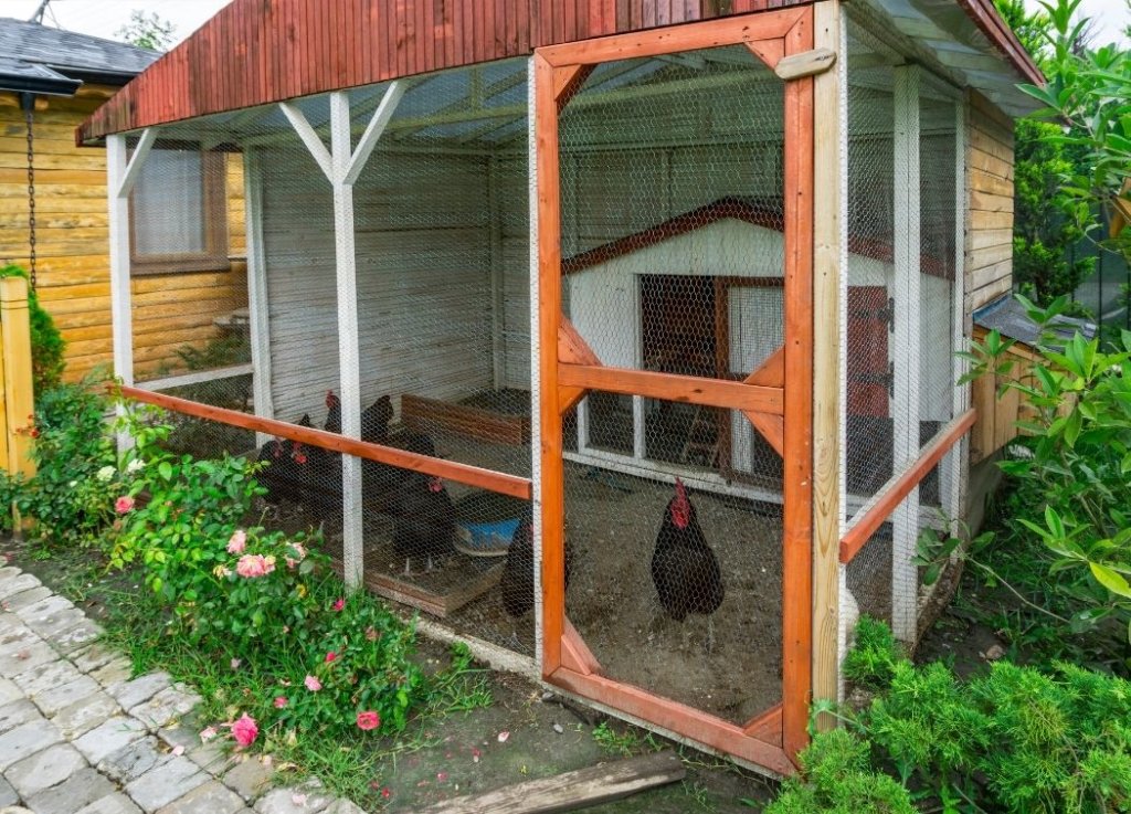 Chickens in a Coop