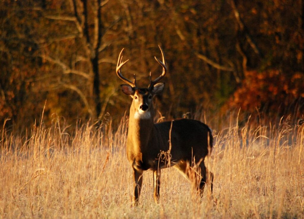 Indiana Deer Hunting Season Dates