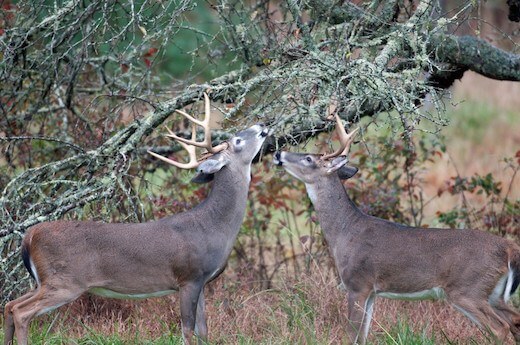 Deer Scent For Communication