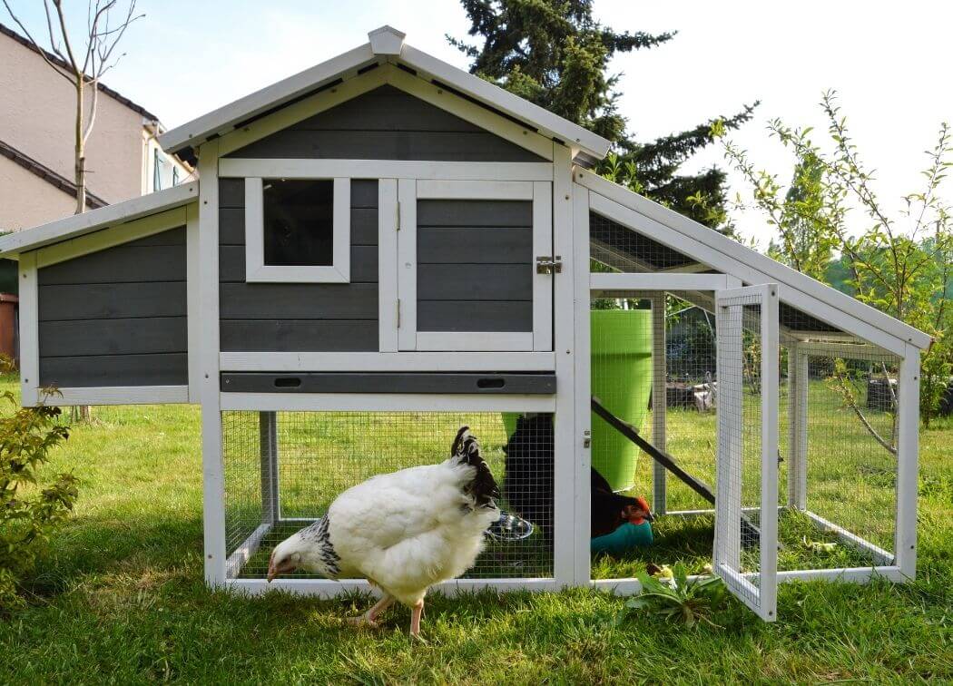 Easy Diy Chicken Coop: What You Need to Know Before You Start