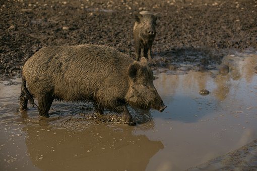 How Do I Know Wild Hogs Are Around
