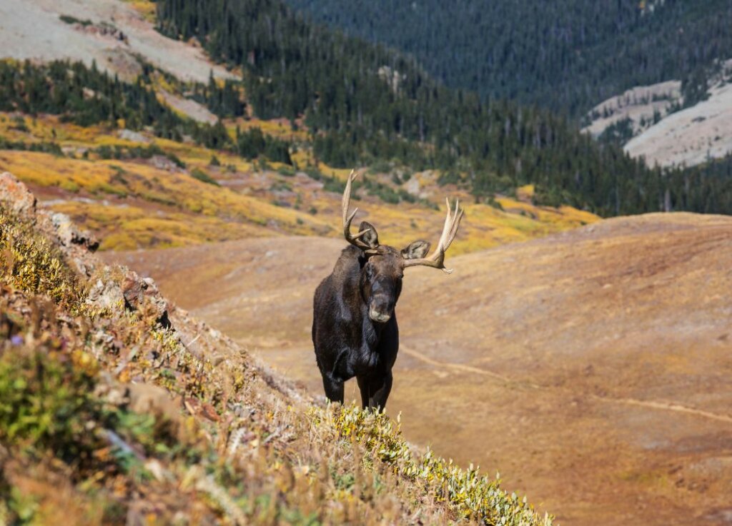 Moose Hunting Season 