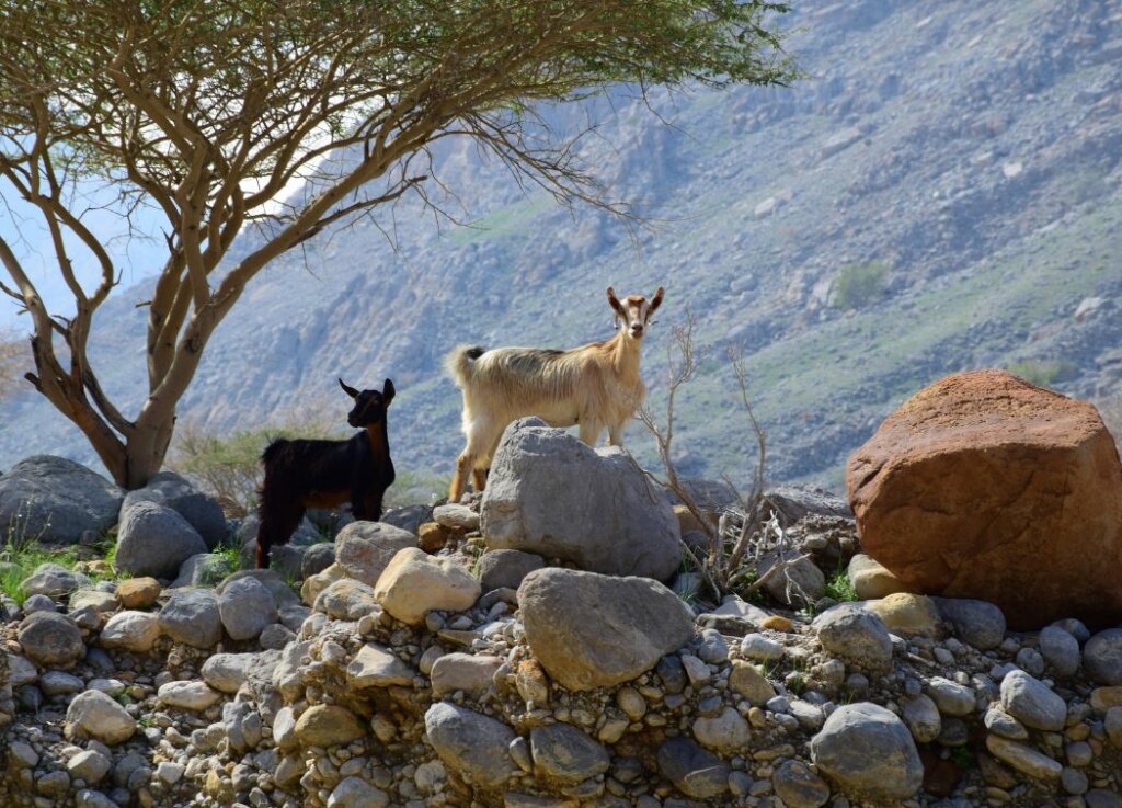 Mountain Goat Hunting Season