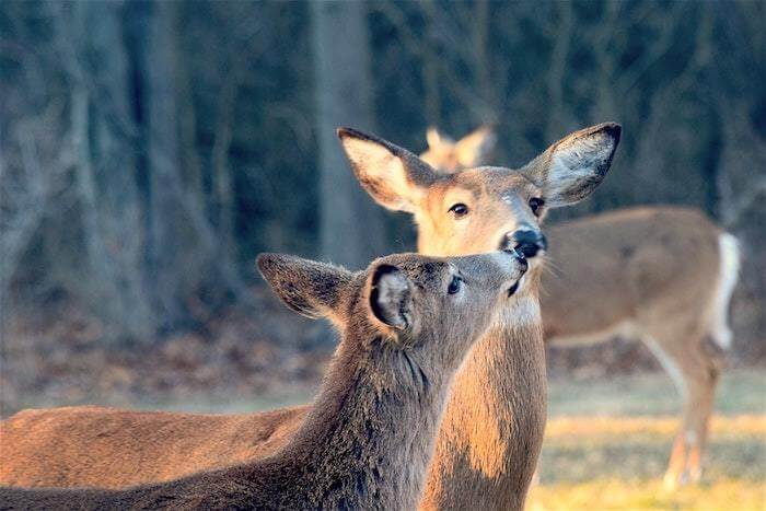 Non Vocal Deer Sounds