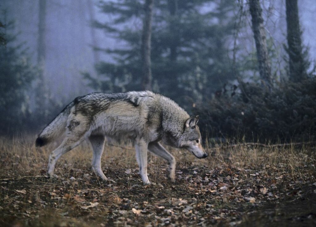 Wolf Hunting Season 