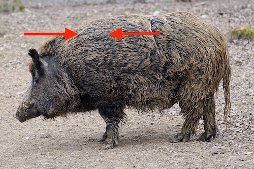 shoot a boar hog facts
