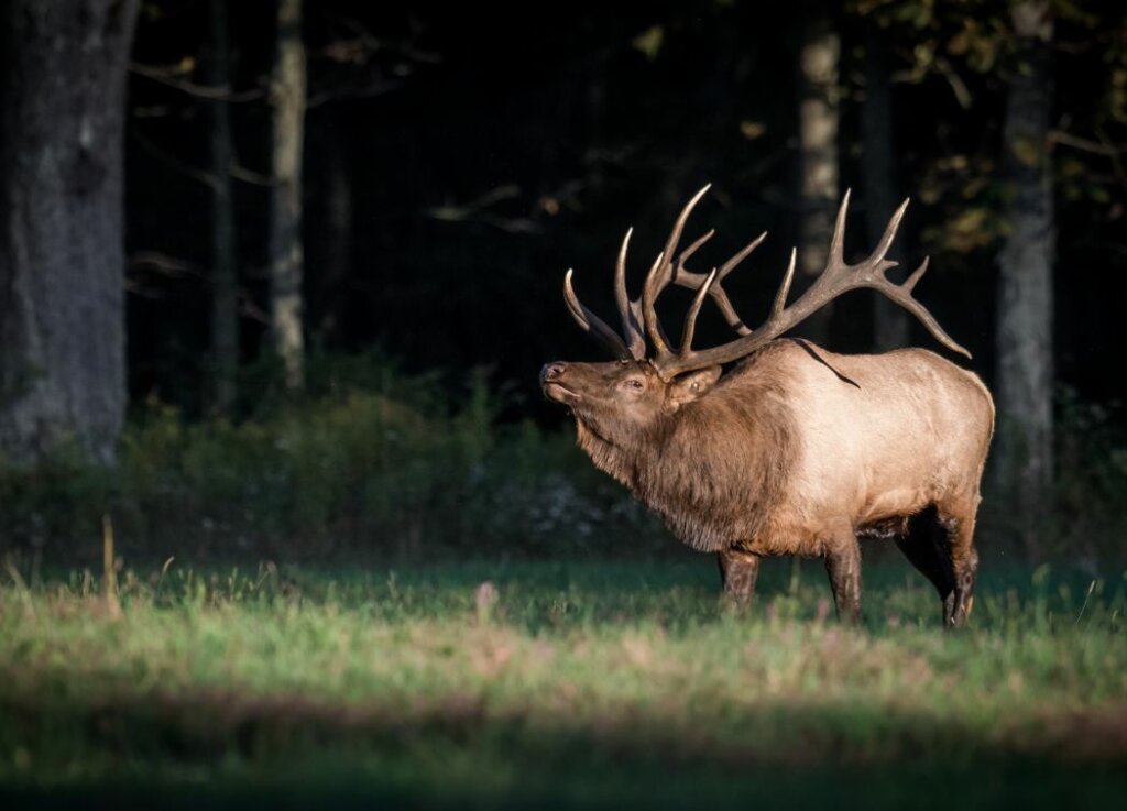 7mm-08 For Elk Hunting Should You Use It