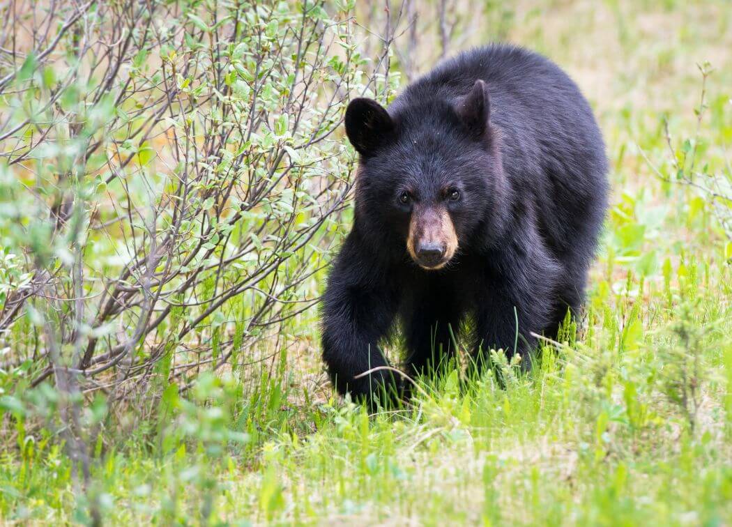.45 ACP For Bear Protection: Everything You Need to Know in 2024?