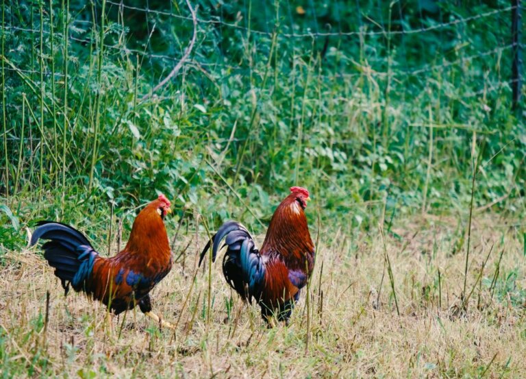 Best Birds To Have On Your Self Sufficient Homestead When The SHTF