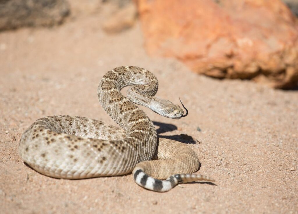how to identify venomous rattlesnake snakes 