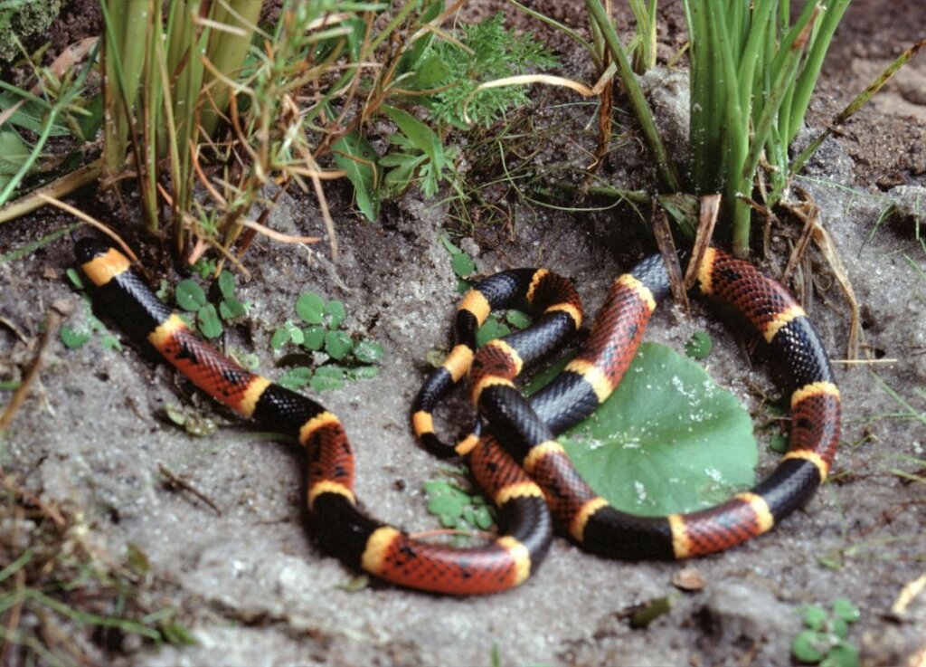 how to identify venomous coral snake
