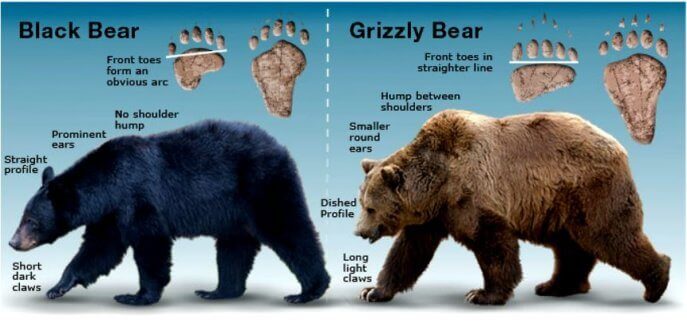 so there’s a bear in front of you what now compare black grizzly