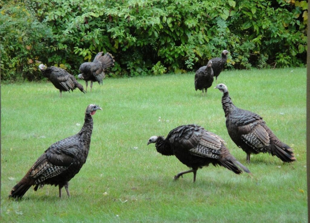 turkeys offer a more advanced option when raising birds