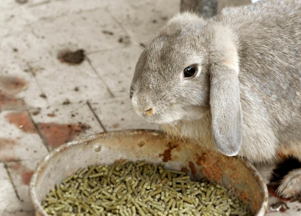 urban homesteading meat rabbits